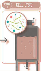Herstellung-Pianto_Zellyse Pianto-Classic-Herstellung-Zelllyse